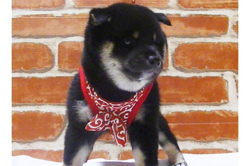 成約済の福岡県の豆柴-112418の5枚目