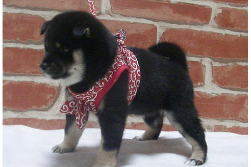 成約済の福岡県の豆柴-112418の3枚目