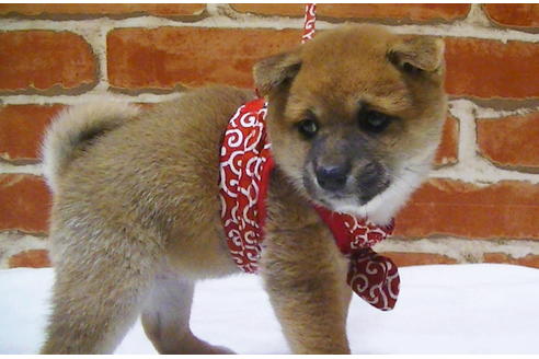 成約済の福岡県の豆柴-112417の11枚目