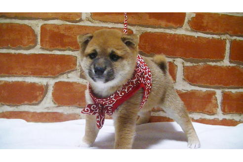 成約済の福岡県の豆柴-112417の10枚目