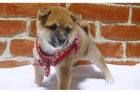 成約済の福岡県の豆柴-112417の9枚目