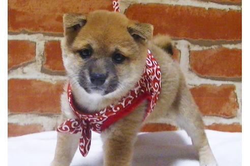 成約済の福岡県の豆柴-112417