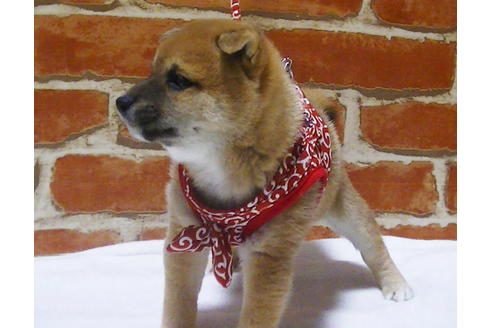 成約済の福岡県の豆柴-112417の8枚目