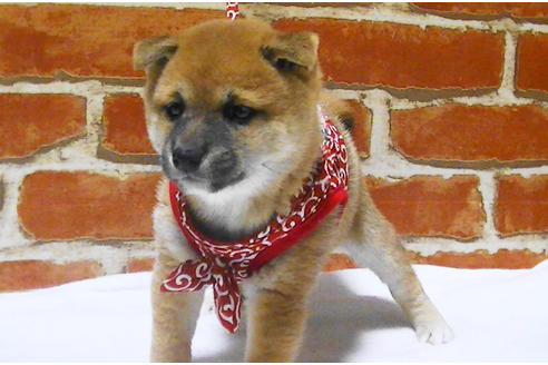 成約済の福岡県の豆柴-112417の7枚目