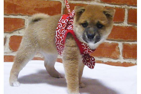 成約済の福岡県の豆柴-112417の6枚目