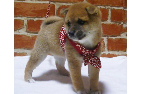 成約済の福岡県の豆柴-112417の5枚目