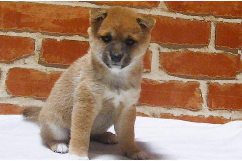 成約済の福岡県の豆柴-112417の4枚目