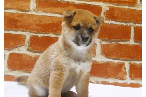 成約済の福岡県の豆柴-112417の3枚目