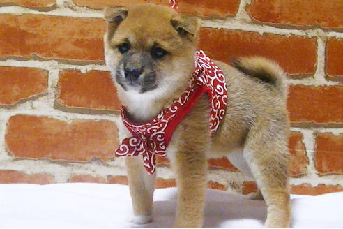 成約済の福岡県の豆柴-112417の2枚目