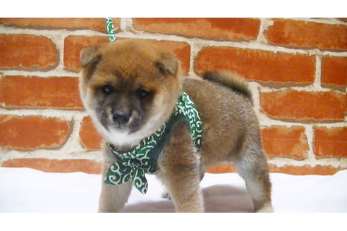 成約済の福岡県の豆柴-112416の11枚目