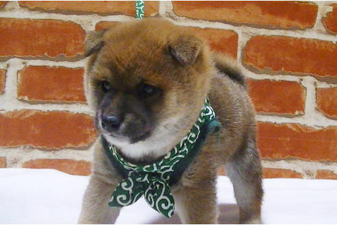 成約済の福岡県の豆柴-112416の10枚目