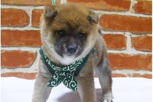 成約済の福岡県の豆柴-112416の9枚目