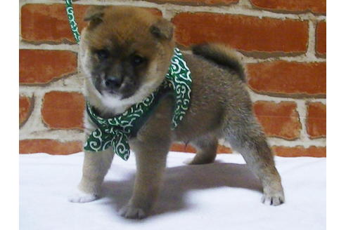 成約済の福岡県の豆柴-112416の8枚目