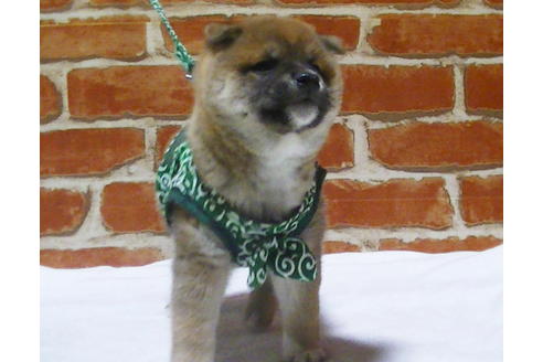 成約済の福岡県の豆柴-112416の7枚目