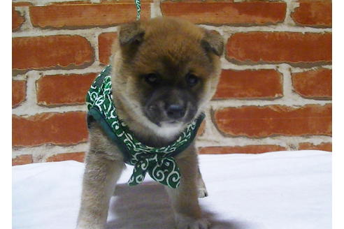 成約済の福岡県の豆柴-112416の6枚目