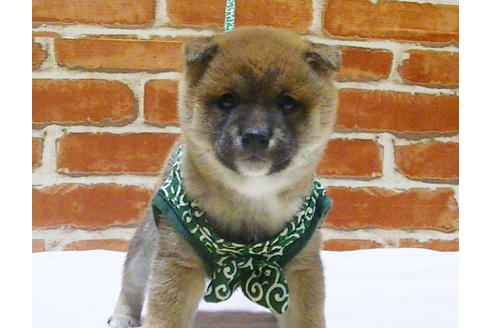 成約済の福岡県の豆柴-112416の5枚目