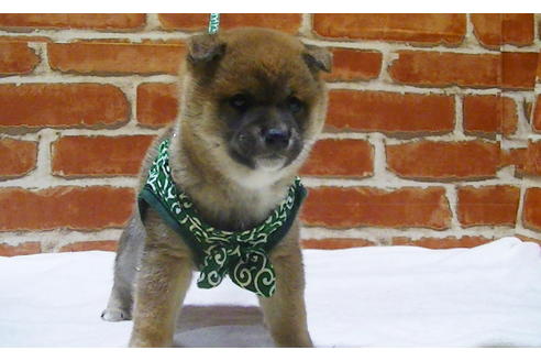 成約済の福岡県の豆柴-112416の4枚目