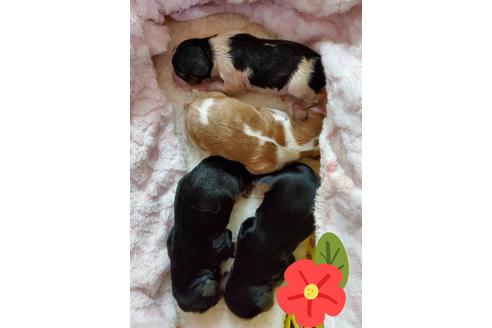 成約済の岩手県のキャバリアキングチャールズスパニエル-116060の2枚目