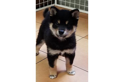 成約済の北海道の柴犬-116087