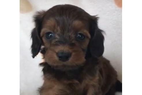 成約済の岐阜県のミックス犬-116090