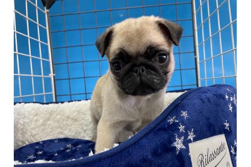 成約済の愛媛県のパグ-116122の2枚目