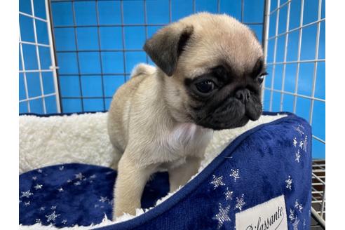 成約済の愛媛県のパグ-116122の3枚目