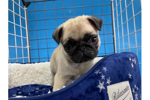 成約済の愛媛県のパグ-116122の1枚目