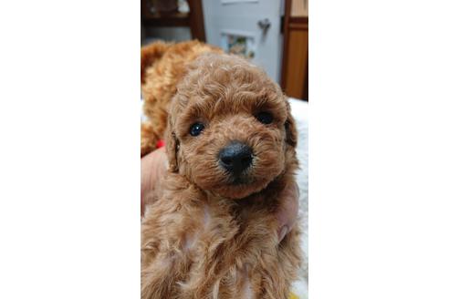 成約済の沖縄県のトイプードル-116126の1枚目