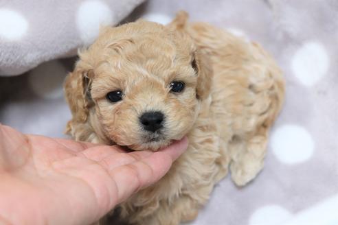 成約済の福岡県のトイプードル-116155の4枚目