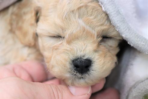 成約済の福岡県のトイプードル-116155の2枚目