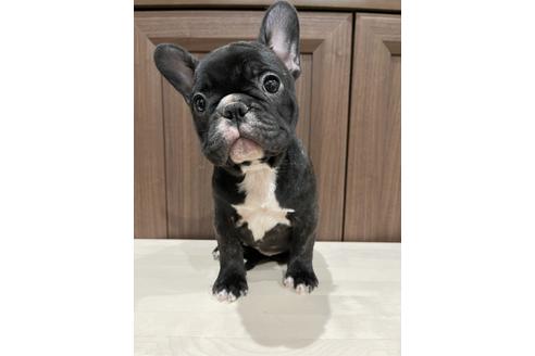 成約済の香川県のフレンチブルドッグ-112514の1枚目