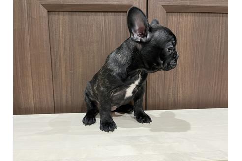 成約済の香川県のフレンチブルドッグ-112514の3枚目