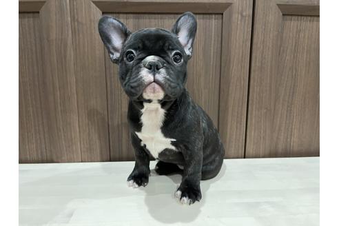 成約済の香川県のフレンチブルドッグ-112514の2枚目