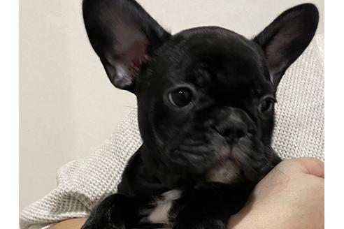 成約済の香川県のフレンチブルドッグ-114024