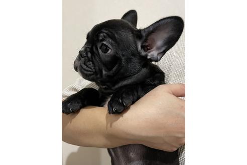 成約済の香川県のフレンチブルドッグ-114024の4枚目