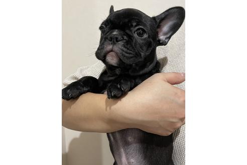 成約済の香川県のフレンチブルドッグ-114024の3枚目