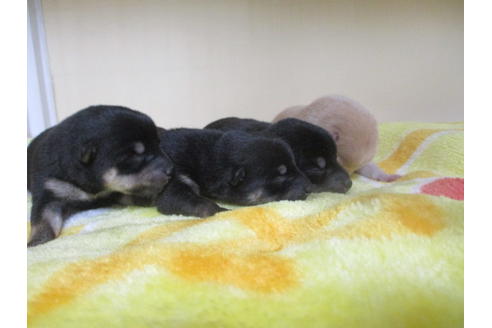 成約済の岡山県の柴犬-116201の7枚目