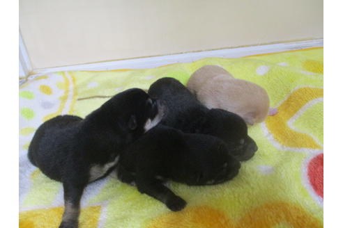 成約済の岡山県の柴犬-116207の2枚目