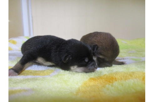 成約済の岡山県の豆柴-116210の1枚目