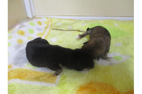 成約済の岡山県の豆柴-116210の2枚目