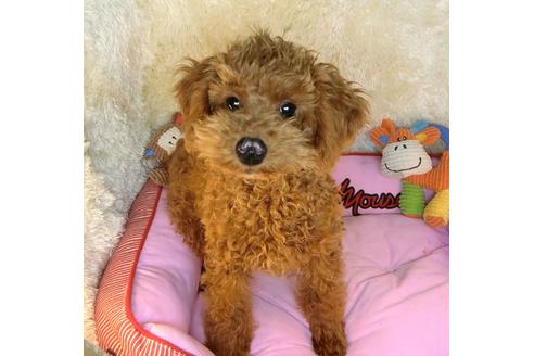 成約済の茨城県のトイプードル-116217の1枚目