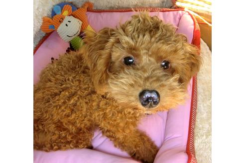 成約済の茨城県のトイプードル-116217の3枚目