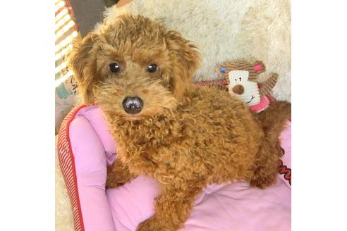 成約済の茨城県のトイプードル-116217の2枚目