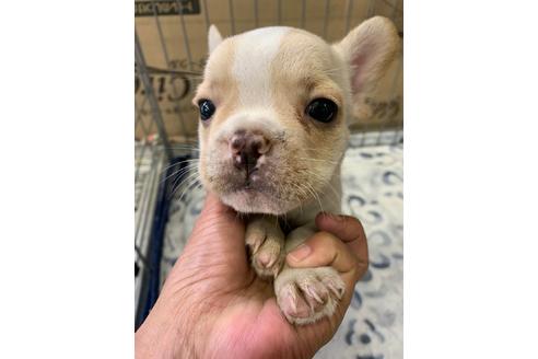 成約済の茨城県のフレンチブルドッグ-116218の7枚目