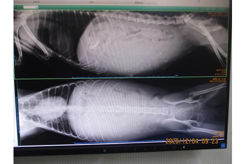 成約済の大阪府のティーカッププードル-116221の6枚目