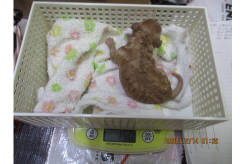 成約済の大阪府のティーカッププードル-116223の8枚目