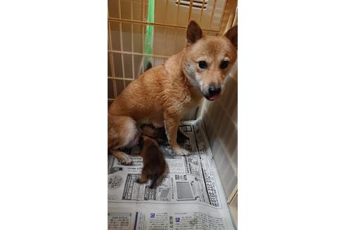 成約済の山梨県の柴犬-116229の1枚目