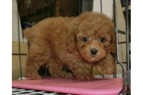 成約済の長崎県のトイプードル-116230の6枚目