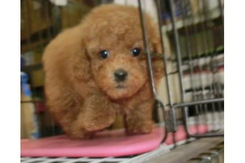 成約済の長崎県のトイプードル-116230の4枚目