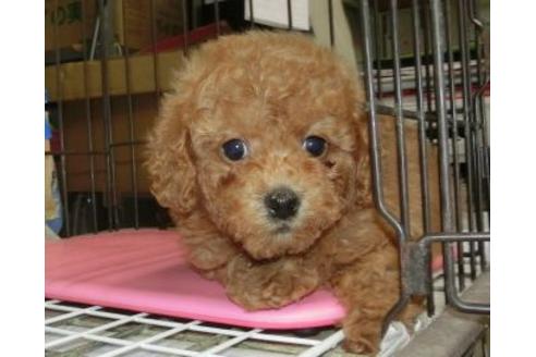 成約済の長崎県のトイプードル-116230の3枚目